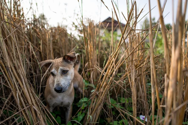 Thai native home dog — Stock Photo, Image