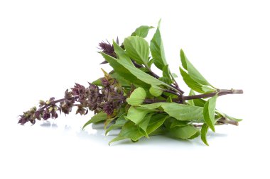 Reyhan beyaz zemin üzerine