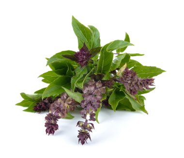 Reyhan beyaz zemin üzerine