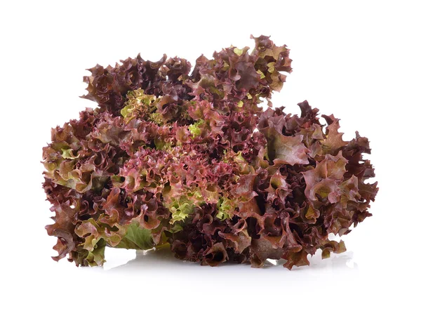 Fresh red lettuce isolated on a white background — Stock Photo, Image