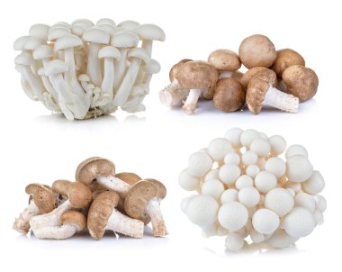 Shiitake mantar ve beyaz arka plan üzerinde beyaz kayın mantar