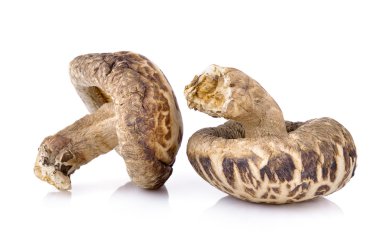 Beyaz arkaplanda tarhun otları