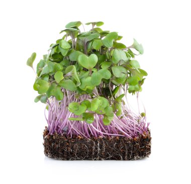 Beyaz arka planda taze lahana filizleri