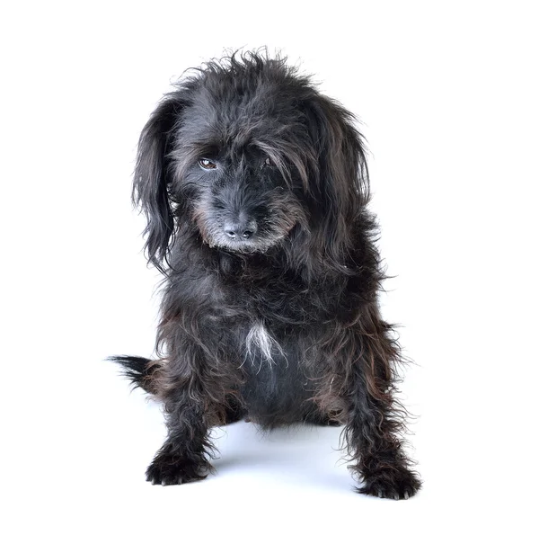 Schwarzer Hund auf weißem Hintergrund — Stockfoto