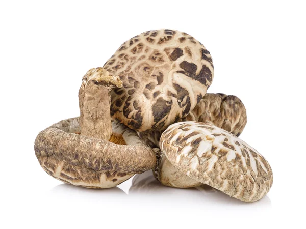 Shiitake svamp på vit — Stockfoto