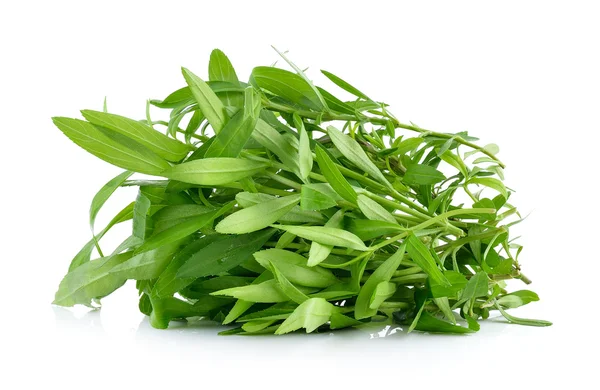 Tarragon herbs on white background — Stock Photo, Image