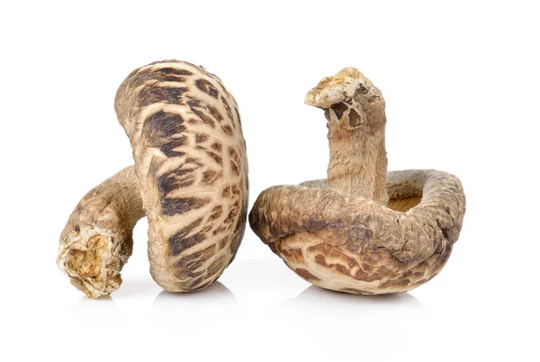 Shiitake svamp på vit — Stockfoto