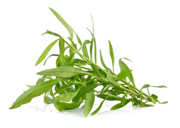 Tarragon herbs on white background — Stock Photo, Image