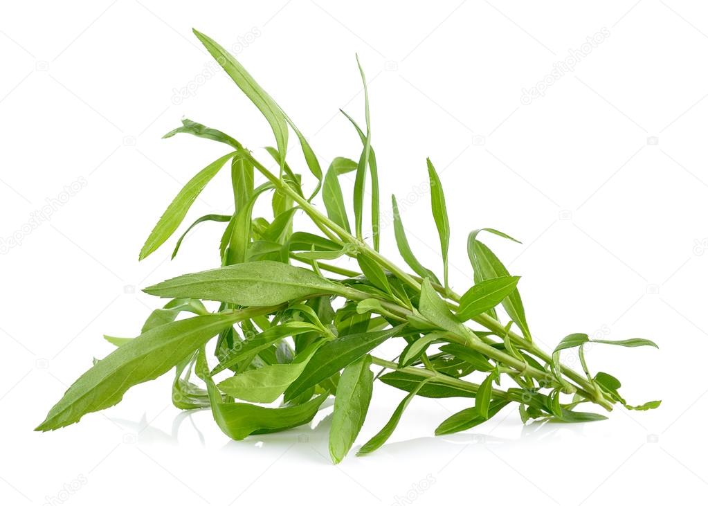Tarragon herbs on white background — Stock Photo © sommaill 99843284
