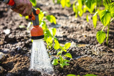 Çiçekleri hortumla sulamak. Bahçıvan bitkilerle ilgileniyor. Bahçıvanlık kavramı.