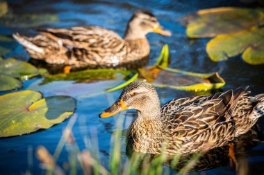 Ördek ailesi suya düştü. Güneşli bir günde nehirde canlı bir doğada yüzen ördek. Renkli bir bahar mevsiminde düşüncelere dalmış Mallard ördeği.