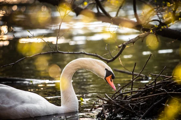 Cisne Branco Lago Procura Comida Cisne Bonito — Fotografia de Stock