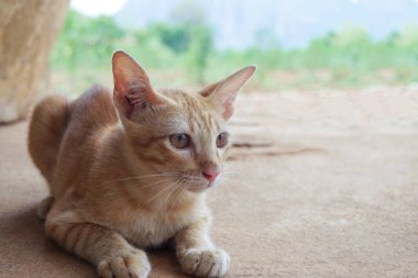 Turuncu kedi yavrusu yerde yatar ve evin dışındaki parlak ışıklı, bulanık yeşil ağaçlarla dağlık bir arka plana bakar..