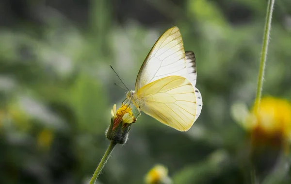 Hermosa Flor Amarilla Brote Fresca Mañana Primavera Naturaleza Mariposa Revoloteando — Foto de Stock