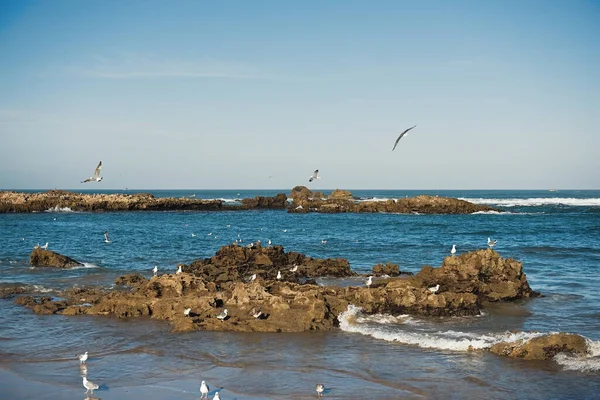 Πτήση και θαλάσσια πανίδα στηρίζεται σε βράχους με τον ηλιόλουστο ουρανό πάνω από τη θάλασσα — Φωτογραφία Αρχείου