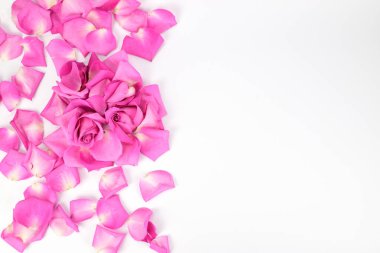 Pembe bir gülün iki tomurcuğu ve taç yaprakları beyaz bir arka planda görüntünün sol tarafına serilmiştir..