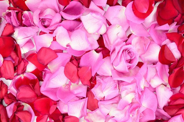 Top view of red and pink rose petals laid out in a thick layer on a flat surface. In the center, there are two pink rosebuds.