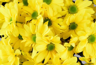 Bir buket sarı sprey kasımpatı manzarası..