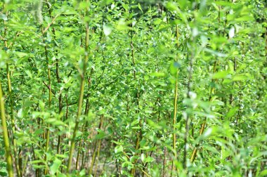 Çalıların genç büyümesi. Narin, yeşil, taze yapraklar ince dallar üzerinde. Yoğun çalılıklar..