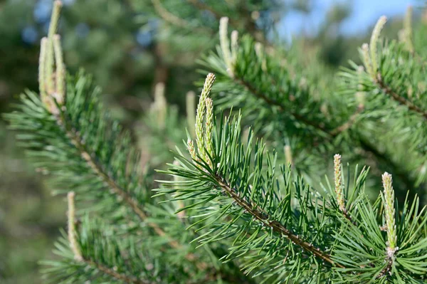 Inflorescences blossoming on the tips of pine branches. Spring flowering pine.