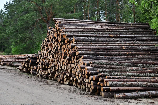 Kiefernstämme Von Ästen Befreit Und Einem Haufen Der Abholzungsbasis Aufgeschichtet — Stockfoto