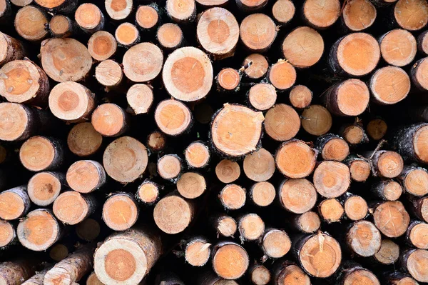 Die Enden Der Abgeschnittenen Und Gestapelten Kiefernstämme Einem Holzfuß Baumstämme — Stockfoto