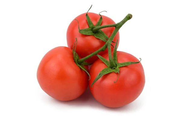 三颗红熟的西红柿在一根绿树枝上 紧致的红色皮肤反射光线 因白人背景而被隔离 — 图库照片