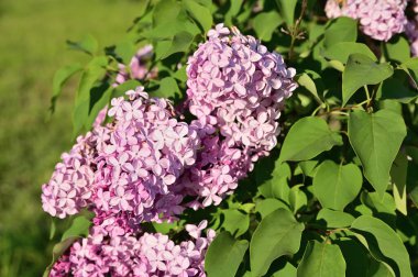 Parlak güneş tarafından aydınlatılan yemyeşil yapraklı arka planda pembe leylak çiçekleri..