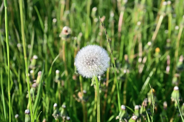 Bir Karahindiba Çiçeğinin Yemyeşil Çimenli Arka Planda Yemyeşil Bir Şapkası — Stok fotoğraf