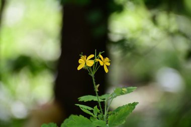 Büyük selandin çiçekleri. Küçük sarı çiçekler. Bulanık arkaplan.