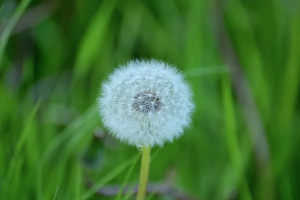 Fluffy White Hat Ripe Dandelion Seeds Ready Fly Away Any — Stock Photo, Image