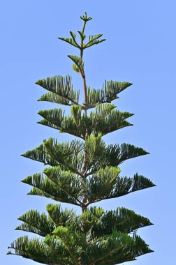 Parlak güneş ışınlarında, bulutsuz mavi gökyüzünün arka planına karşı çeşitlendirilmiş araucaria 'nın tepesi.