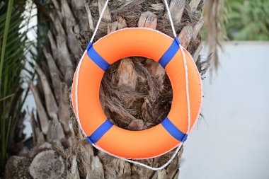 Bir portakal can simidi palmiye ağacının iplerine asılı. Arkaplanda beyaz duvar.
