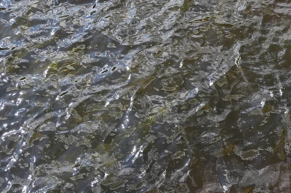 Superficie Ondulada Agua Fangosa Del Río Algas Verdes Largas Son —  Fotos de Stock