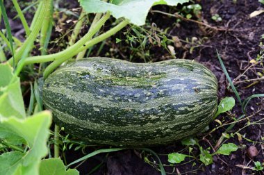 Yaprakların altında yatan olgun yeşil bir sebze iliği..