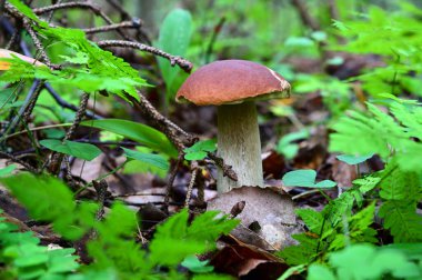 Beyaz mantar, kahverengi şapkalı, çimenlerin ve kuru dalların arasından sarkan.