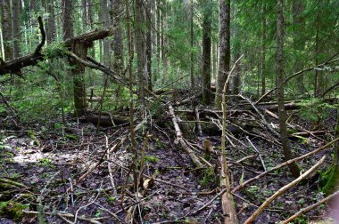 Orman rüzgarı. Düşen ağaç gövdeleri ve yerdeki kırık dallar. Yoğun karışık orman.