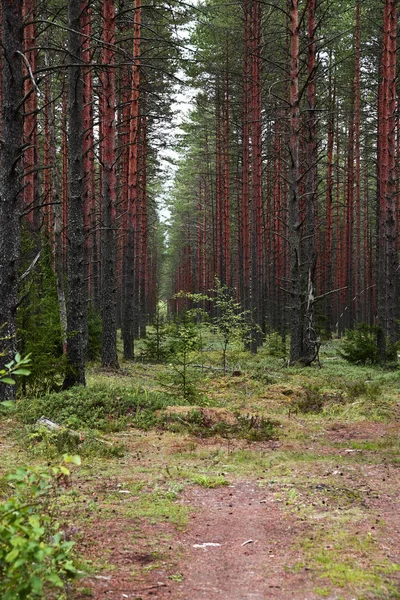 Une Clairière Dans Une Pinède Des Troncs Rougeâtres Pins Jeunes — Photo