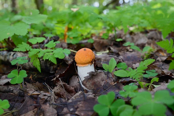 Jeune Petit Bolet Rouge Avec Une Coiffe Ronde Orange Pousse — Photo