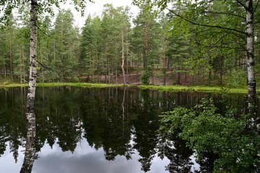 Orman gölünün sakin yüzeyi. Kahverengi turba suyu. Ormanın göl suyundaki yansıması. Kıyı boyunca huş ağaçları ve çam ağaçları.