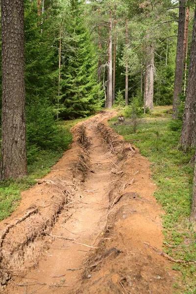 Fossé Feu Creusé Dans Forêt Des Décharges Sable Autour Des — Photo