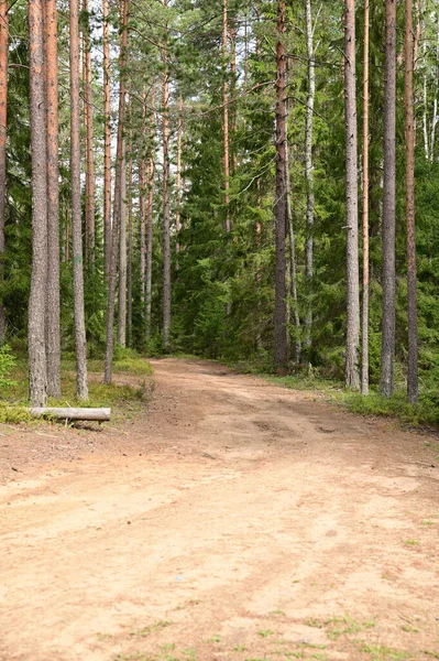 Route Forestière Sablonneuse Dans Une Pinède Arbres Sciés Abattus Couchés — Photo