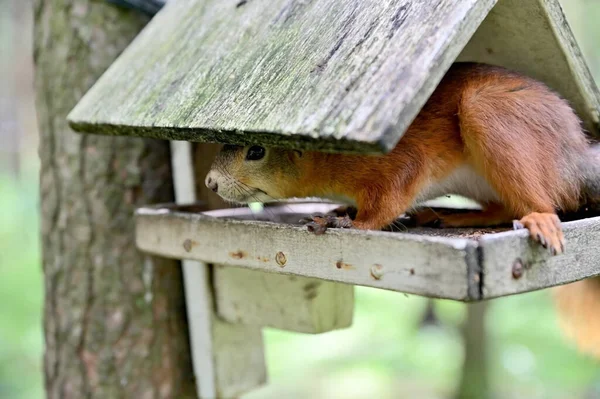 Ein Ingwer Eichhörnchen Blickt Aus Einem Futterhäuschen Das Einem Baum — Stockfoto