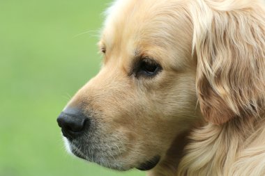Golden retriever with a nice view