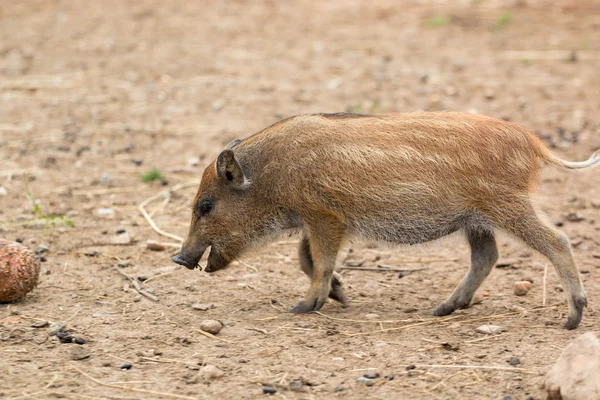 Små vildsvin — Stockfoto