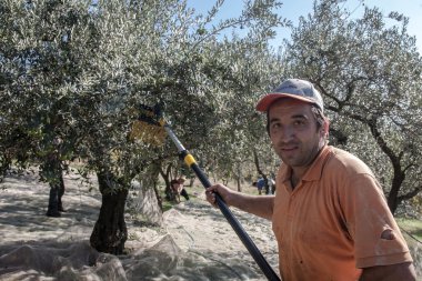 Raccolta delle zeytin