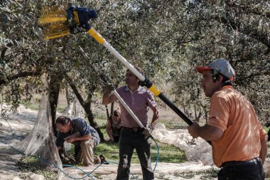 Raccolta delle zeytin
