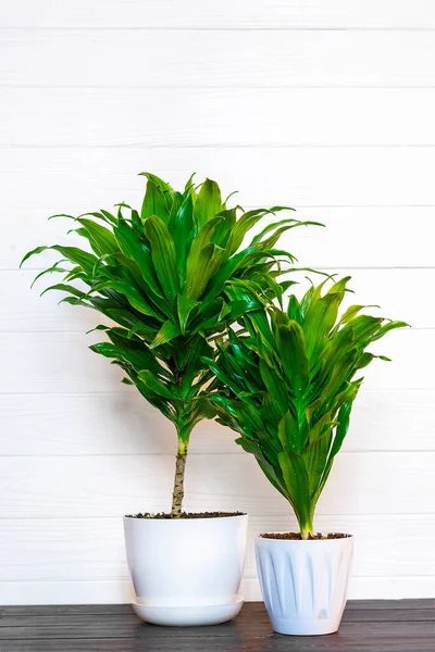 Groene geurige dracaena plant geïsoleerd op witte achtergrond op houten tafel Huisplant, home decor concept — Stockfoto