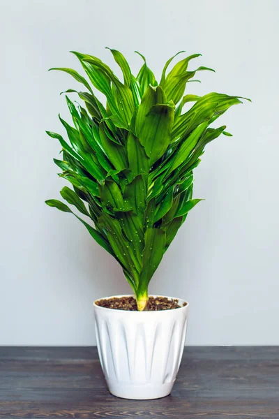 Grüne duftende Dracaena-Pflanze isoliert auf weißem Hintergrund auf Holztisch Hauspflanze, Wohnkultur-Konzept — Stockfoto