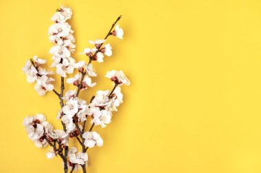 Sarı arka planda çiçekleri olan kayısı ağaçları. Bahar konsepti, Anneler Günü, 8 Mart Top View Düzlüğü Merhaba, Nisan, Mayıs.